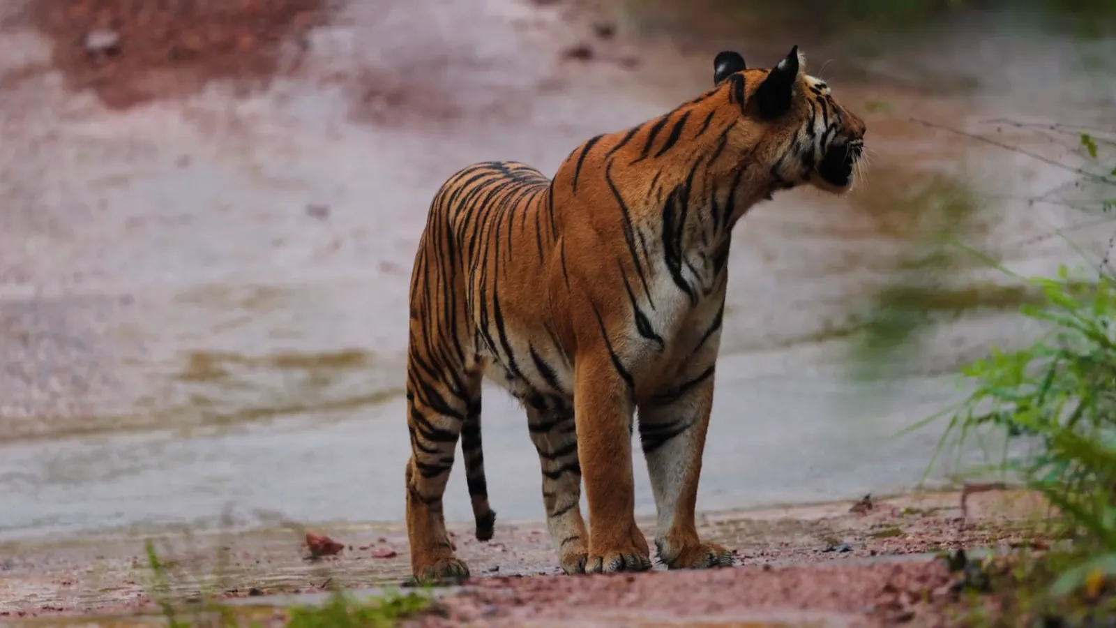 A tiger in long grass