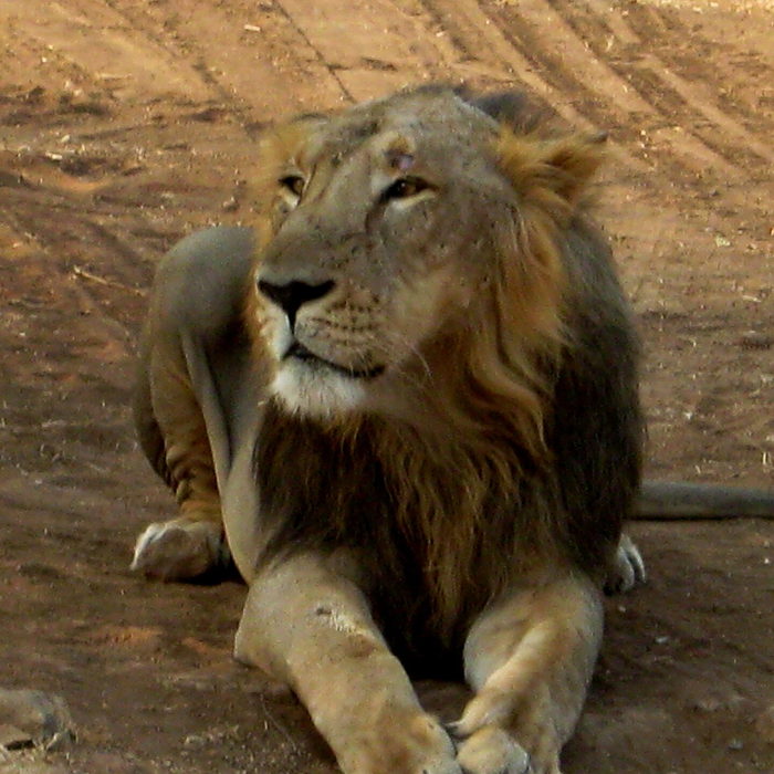 Asiatic lion in the Gir Forest, Gujarat