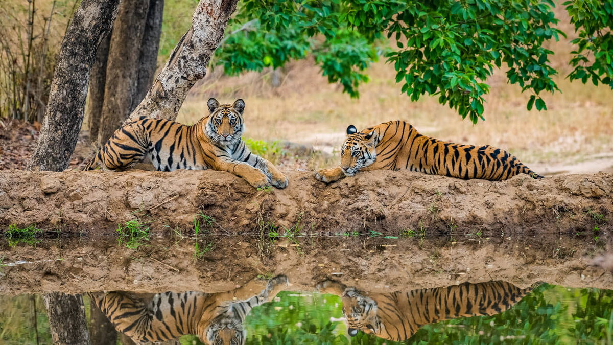 Tiger Season