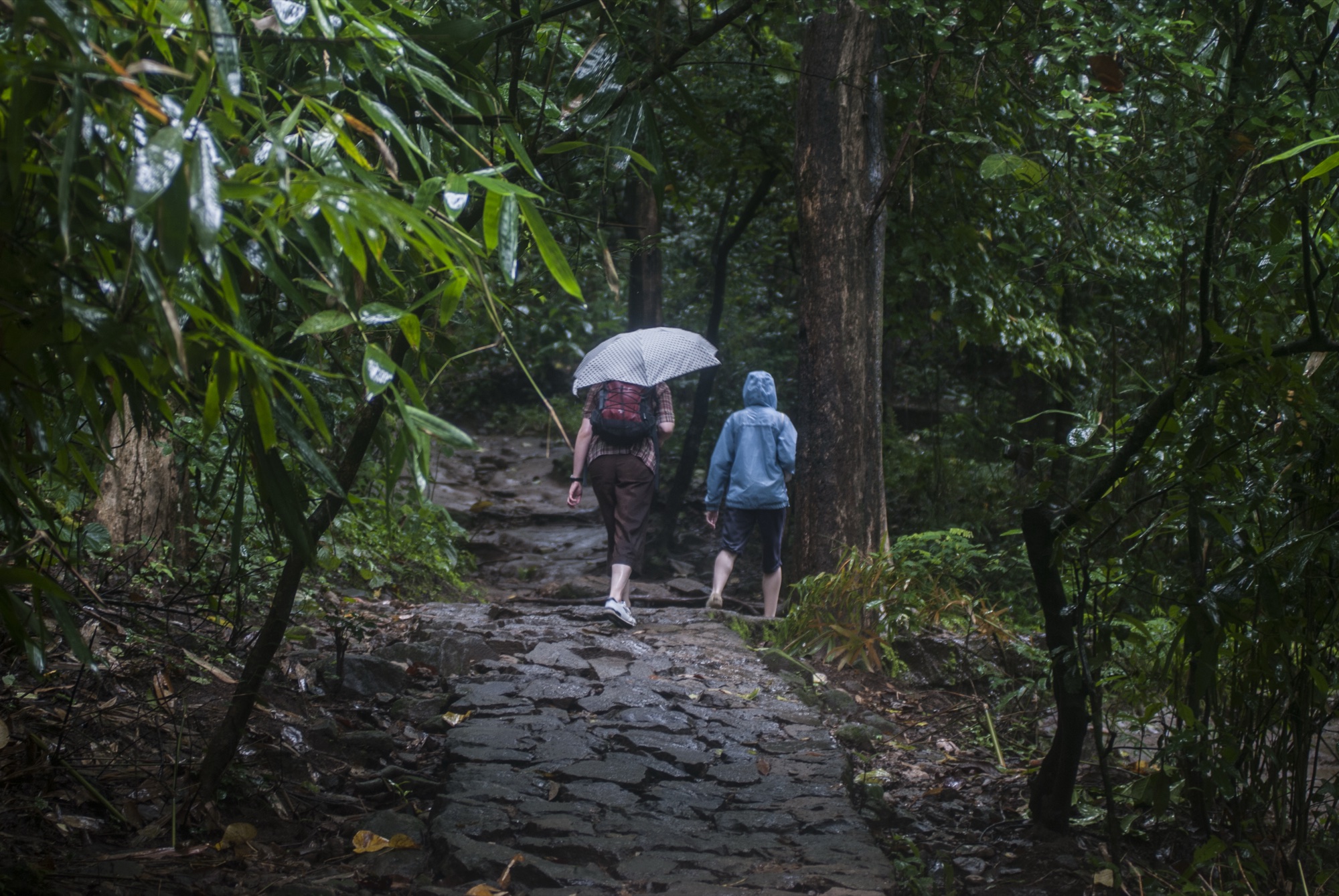 Two walkers under an umbrella on a wet forest path near Athirappilly, Kerala
