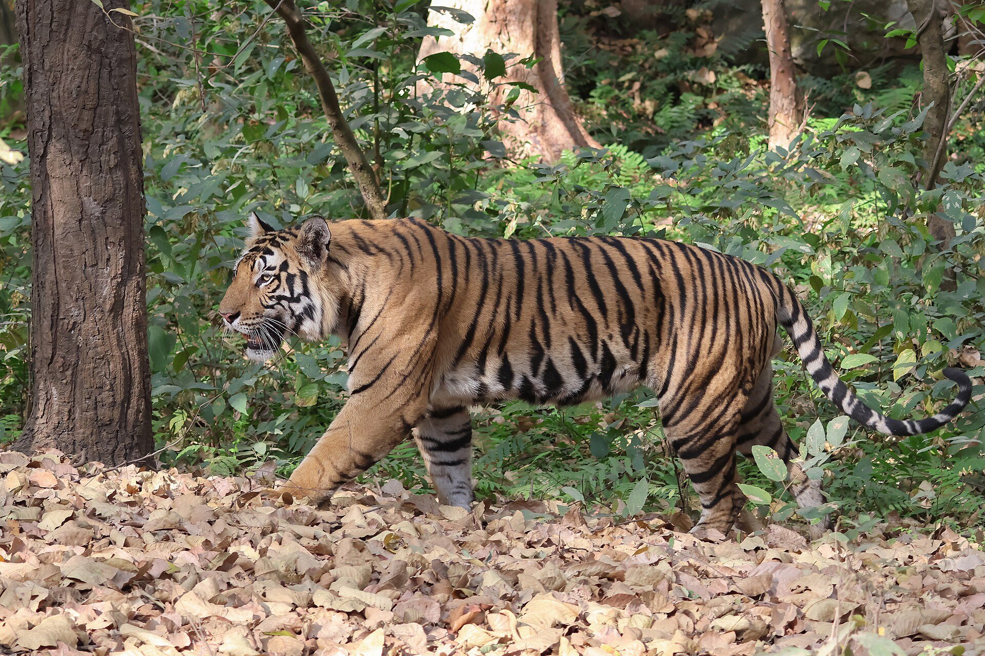A Bengal tiger walking through sal forest over dry leaf litter in Bandhavgarh, its left flank turned fully to the camera so the whole stripe pattern is legible