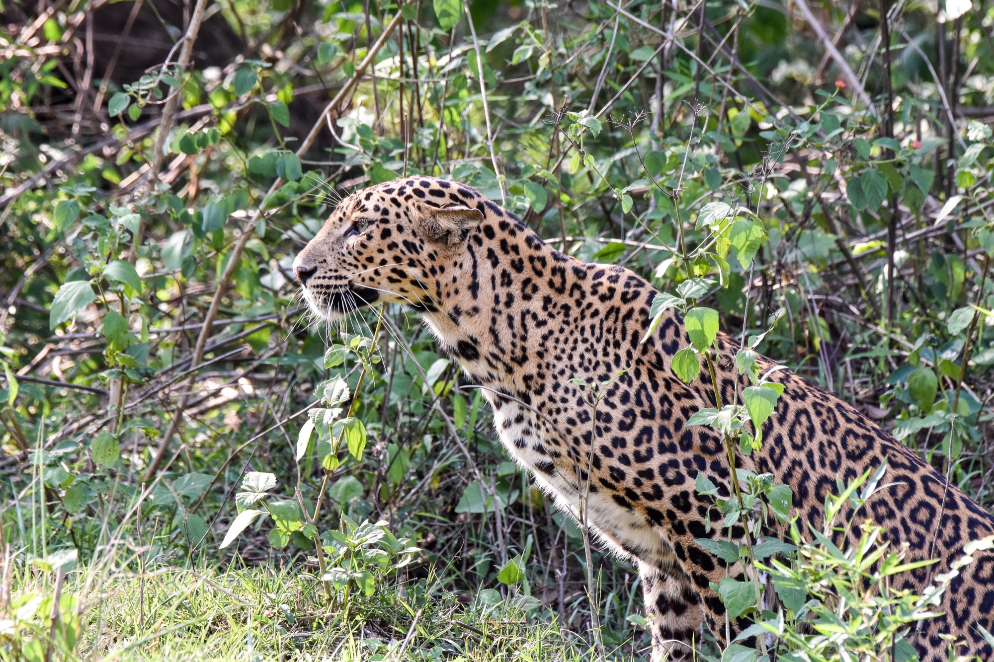 A female Indian leopard in thick cover, Nagarhole, Karnataka