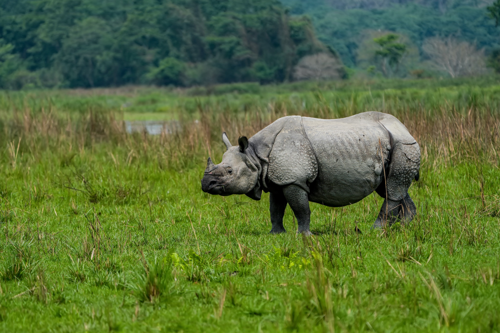 A greater one-horned rhinoceros grazing in Kaziranga's grassland
