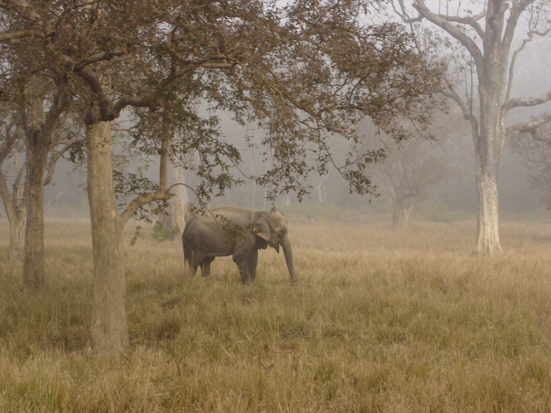 Wild Asian elephant grazing in a misty forest reserve in India