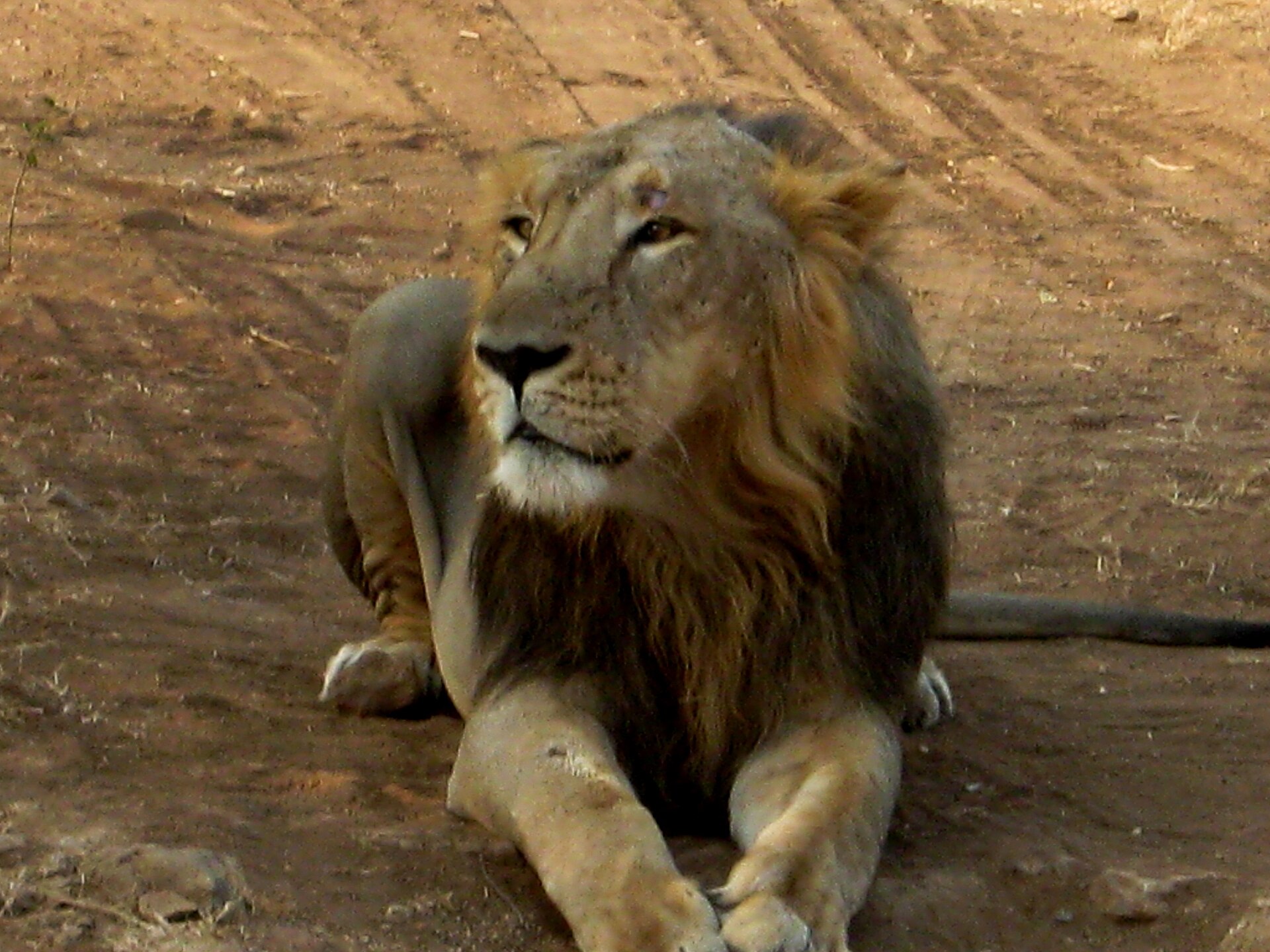 Asiatic lion resting in Gir Forest, Gujarat