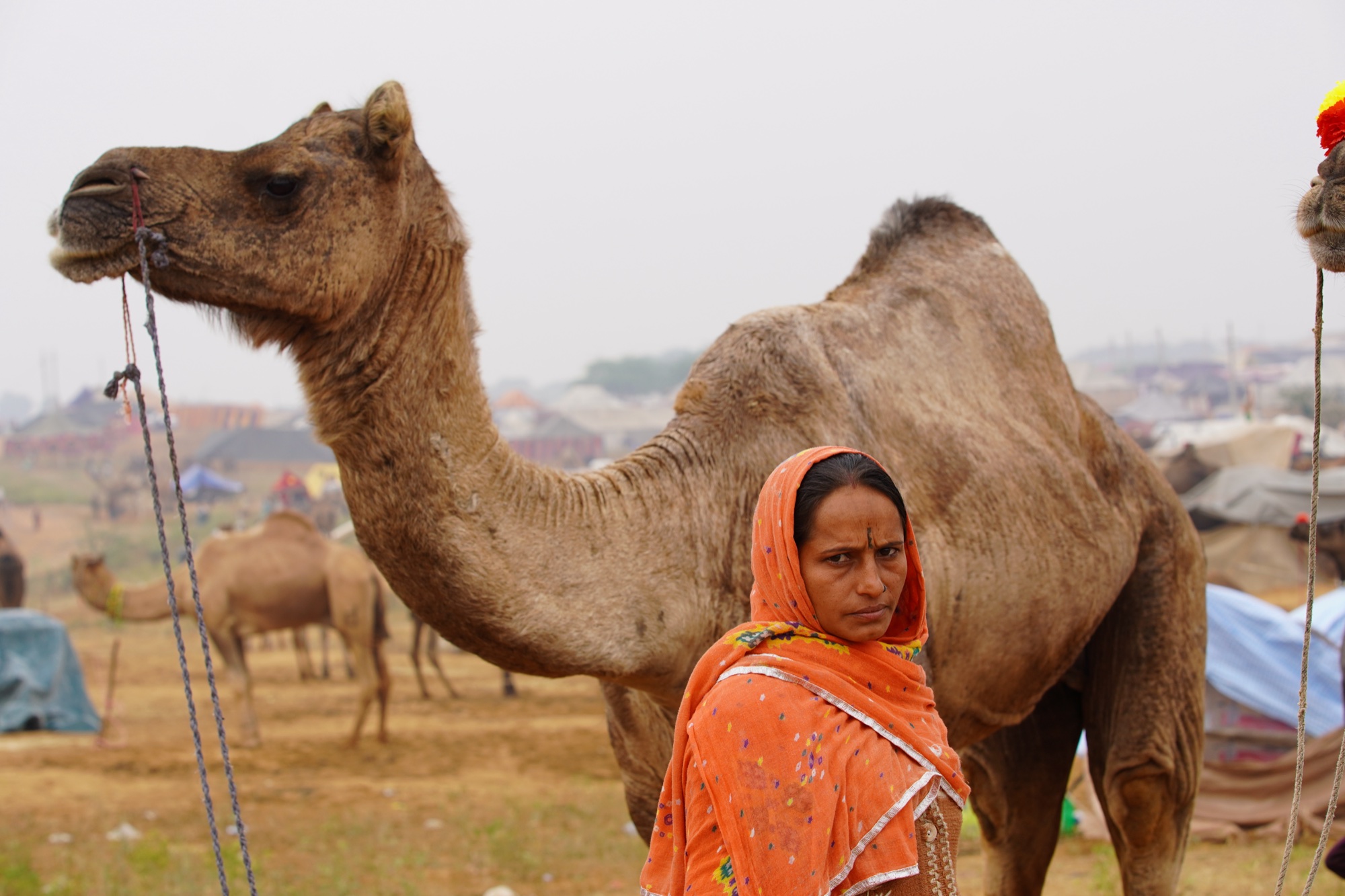 A trader beside her camel on the fairground at Pushkar