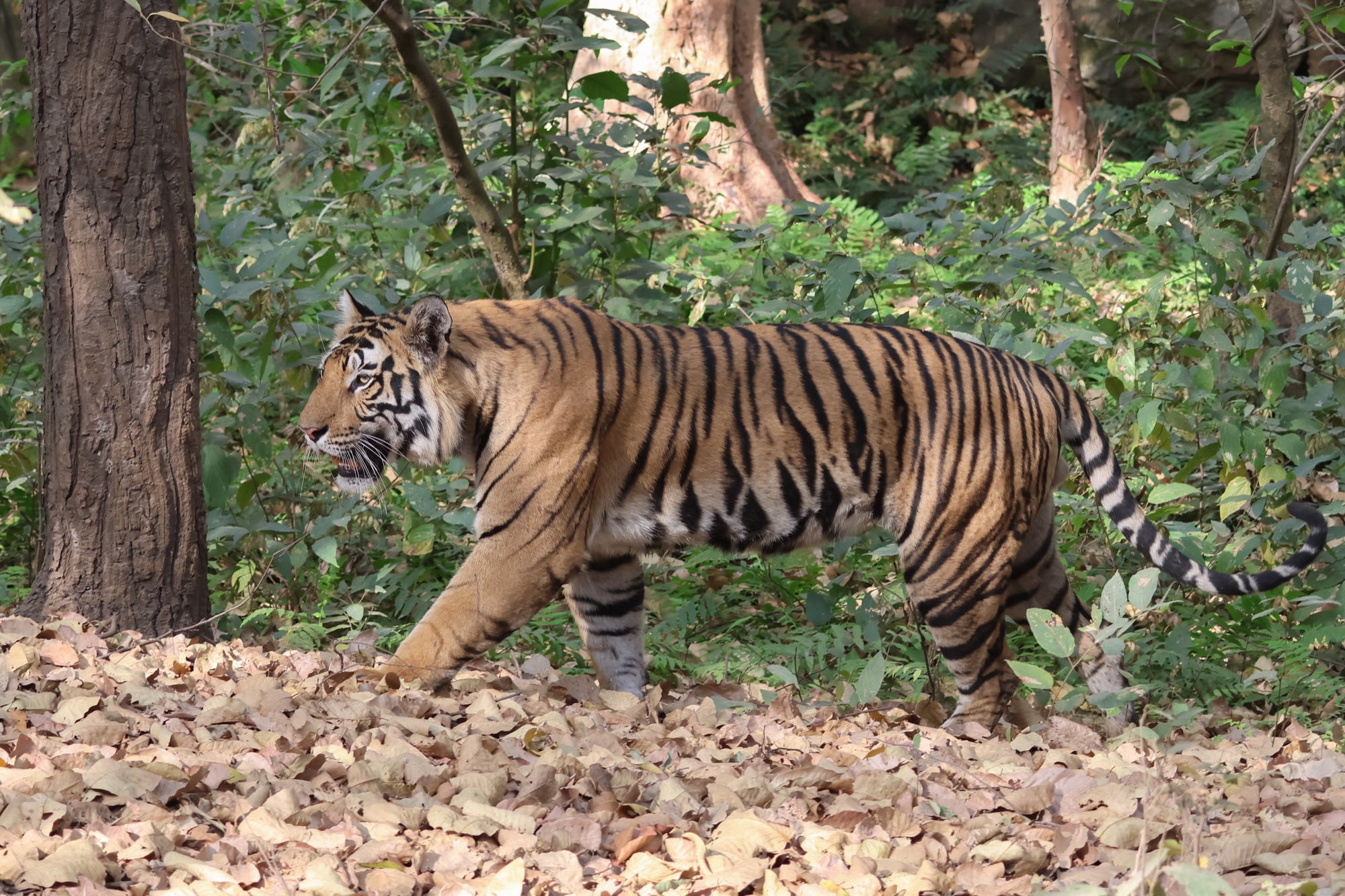 A Bengal tiger walking through sal forest in Bandhavgarh