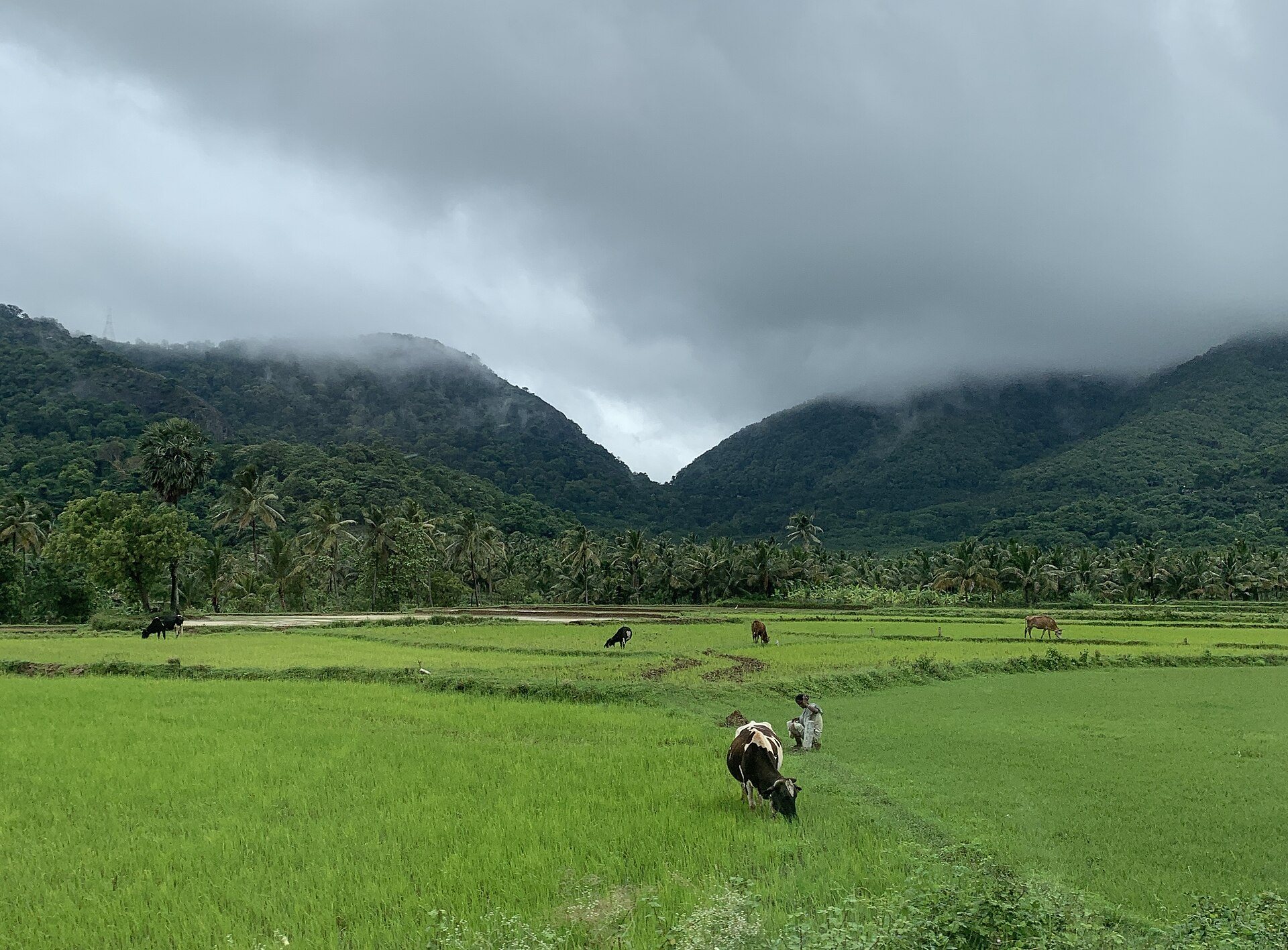 Monsoon cloud sitting low over the Western Ghats at the Sengottai Gap