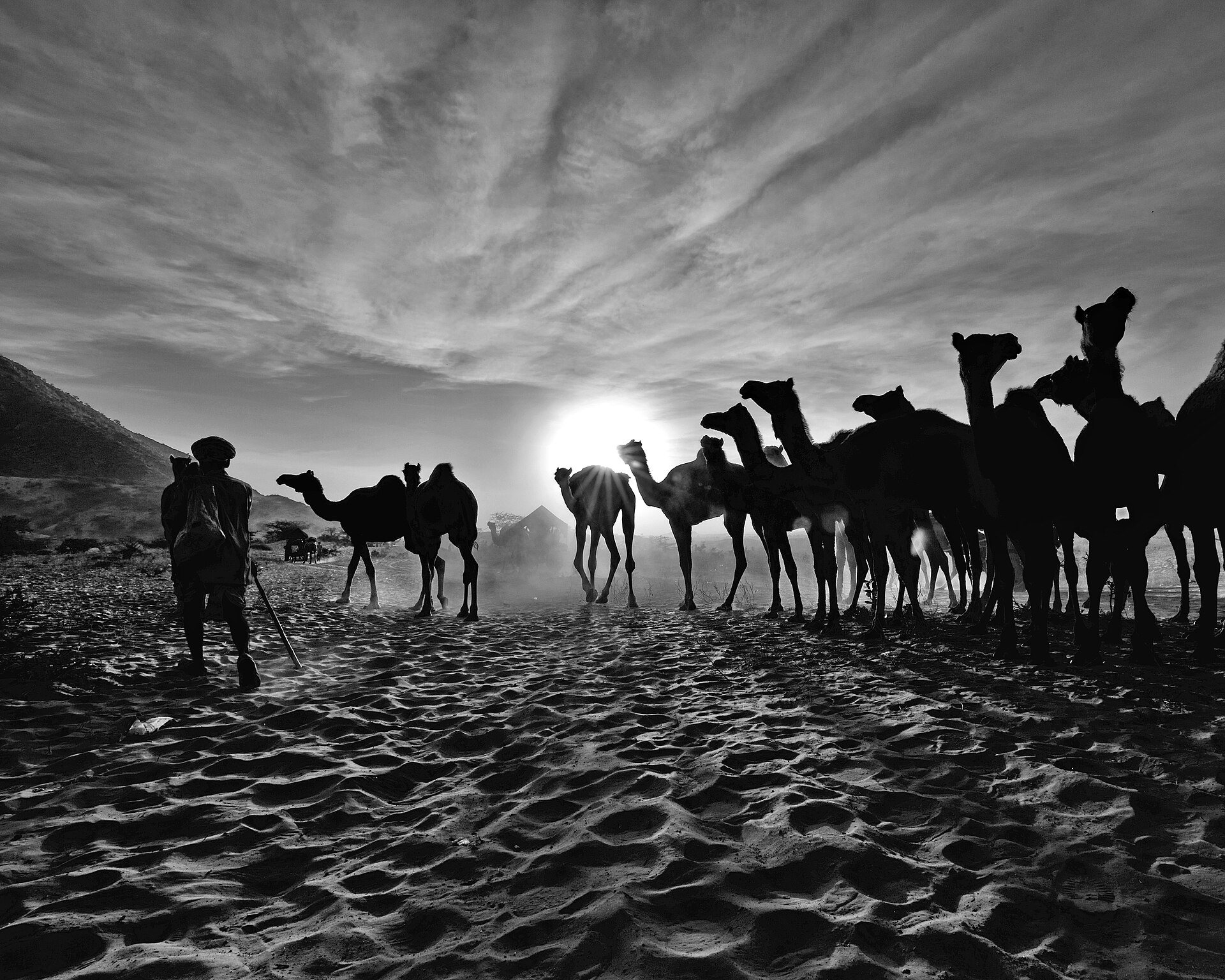 Camels and herders silhouetted against a low sun at the Pushkar fair
