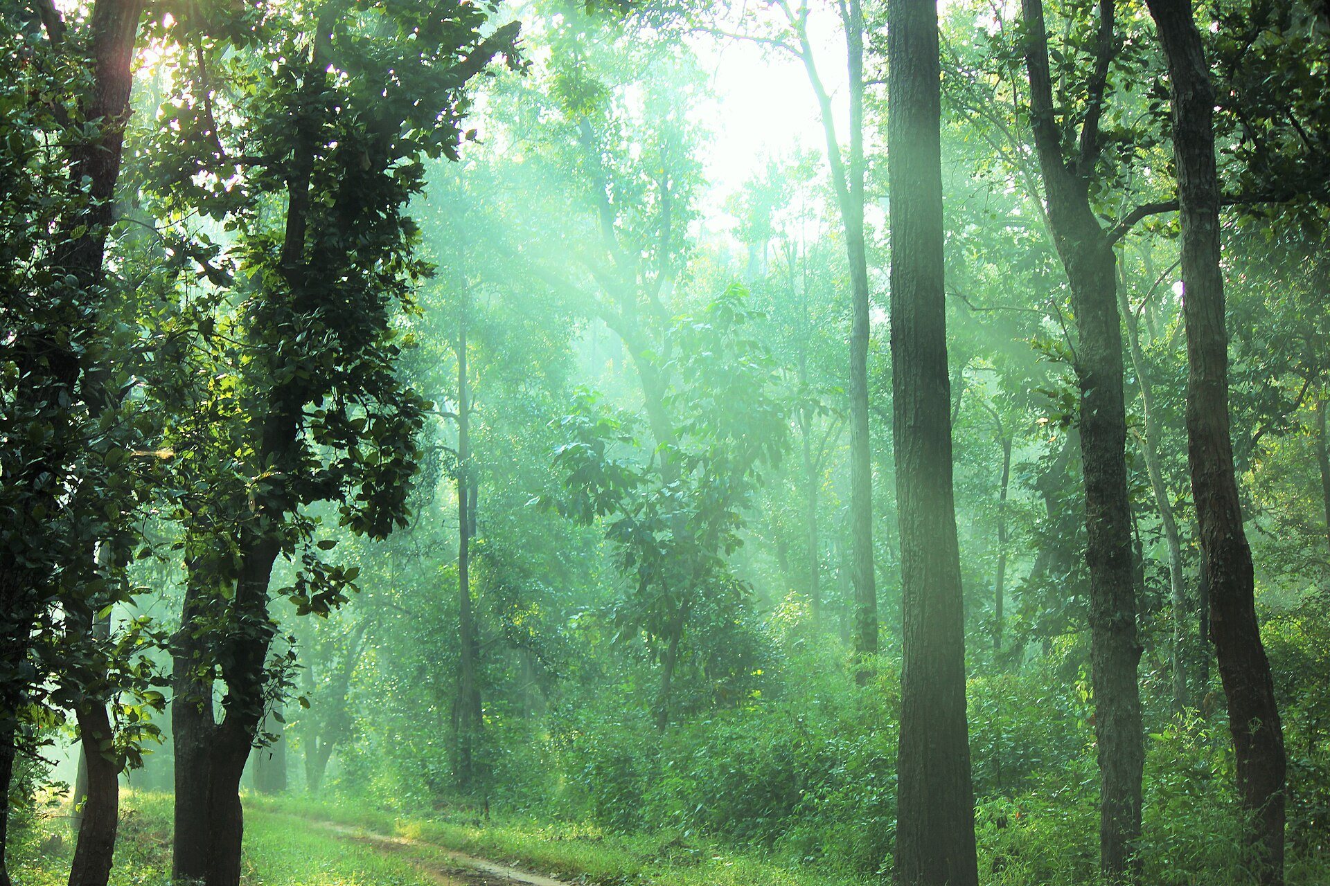 Sal forest in central India at the end of the monsoon, the undergrowth still dense and green