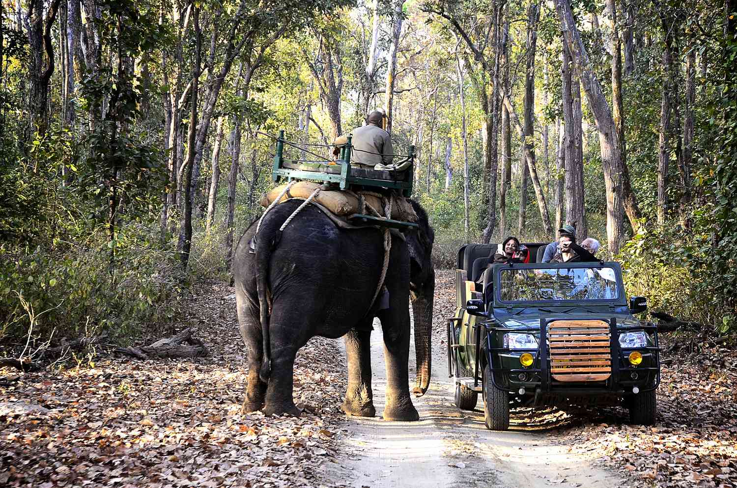 A tiger walking through Kanha's Sal woods