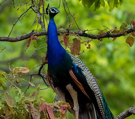 Forest wildlife of Ranthambore