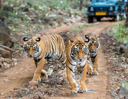 Heart of the Jungle: A 12-Day Central India Tiger Safari