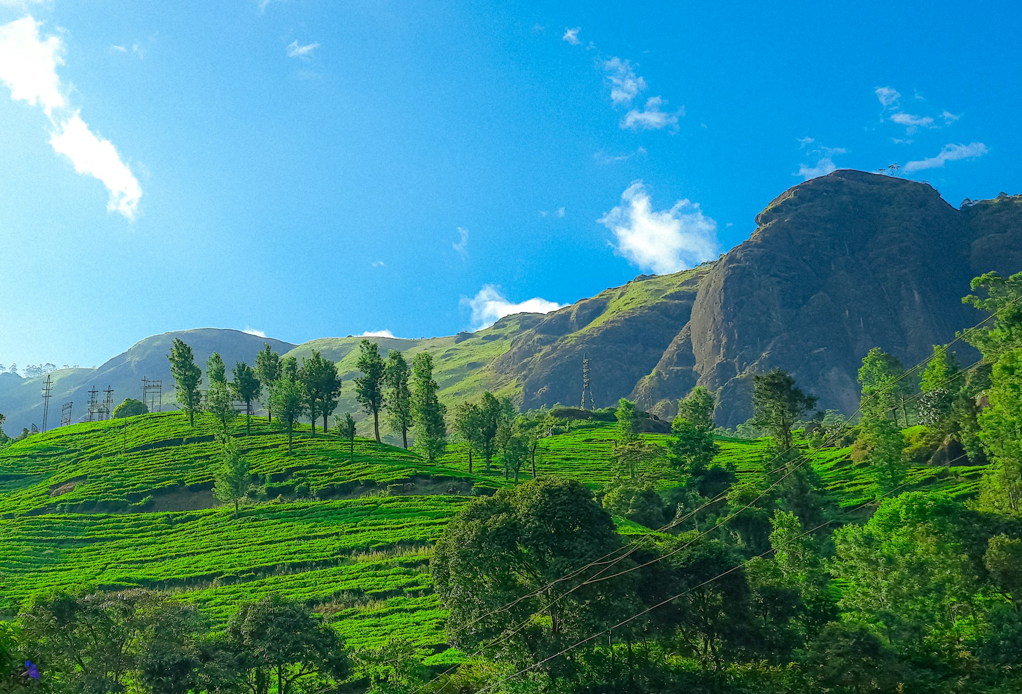 Tea Estate Experience — Munnar, Kerala