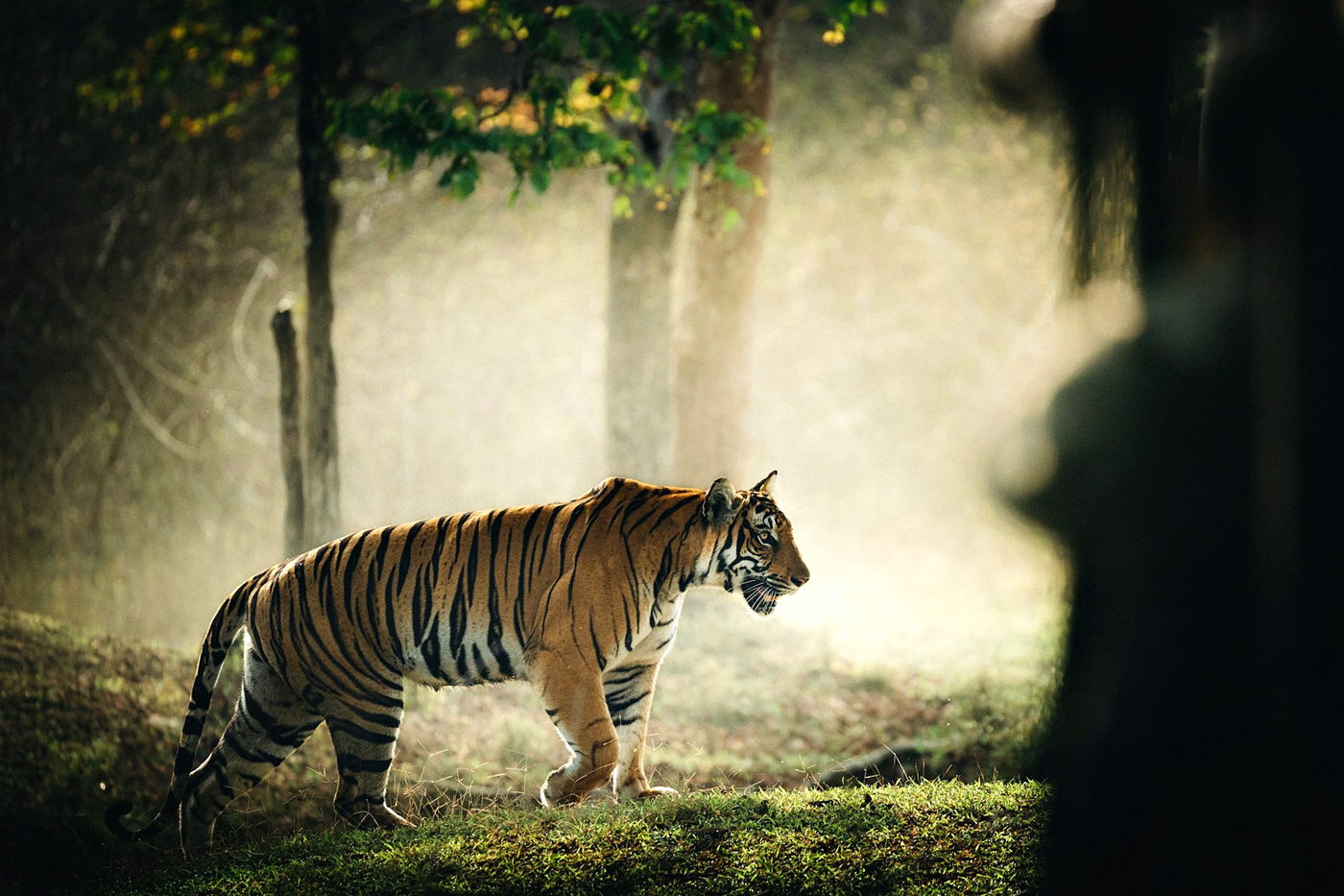 Bengal tiger in the misty sal forest of Central India