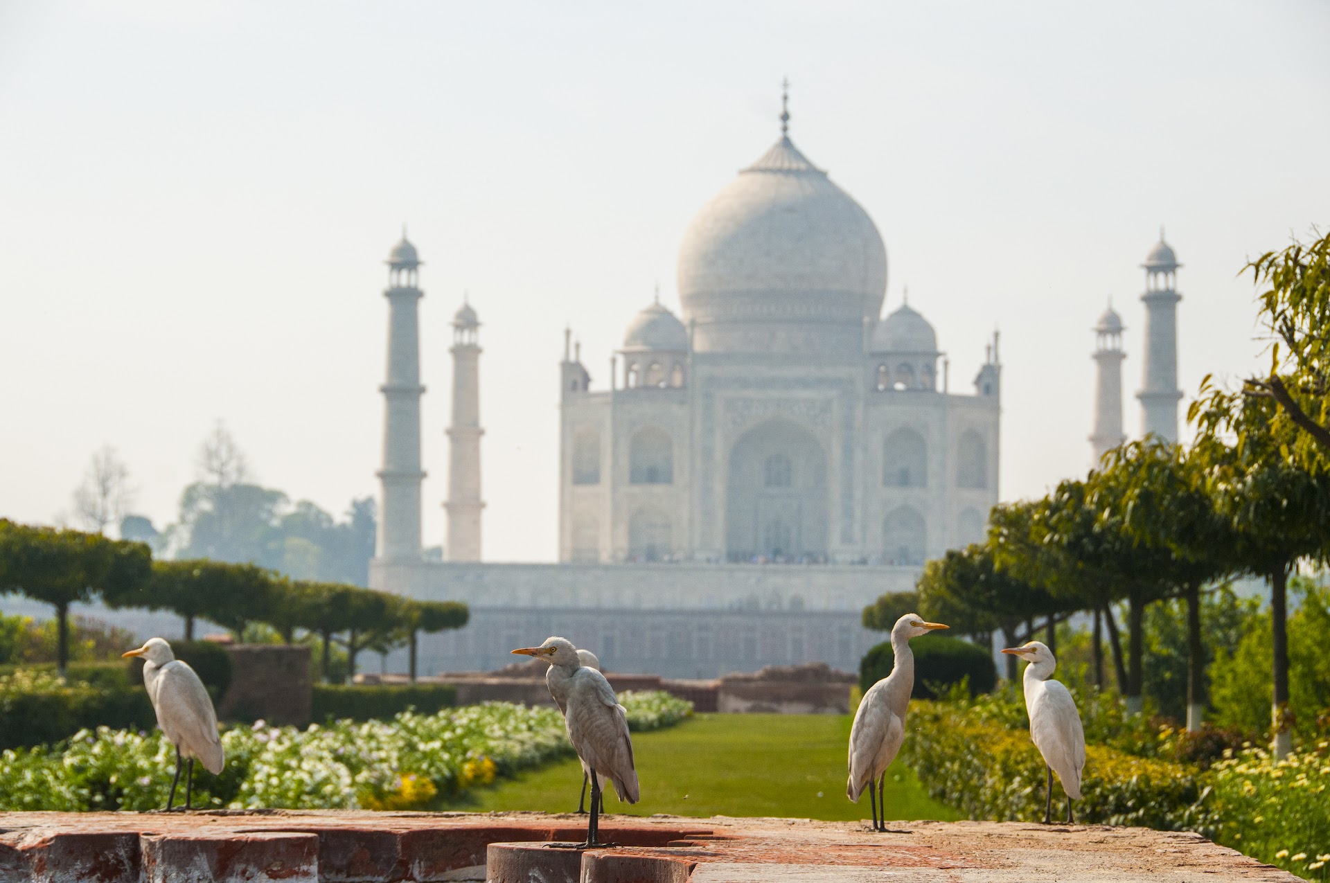 Wings of India: A Birding Expedition